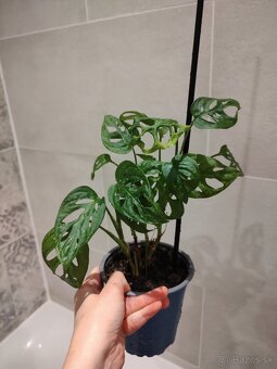 Monstera Adansonii - 10