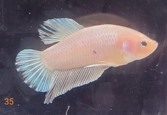 Bojovnica pestra long tail, shorttail,samec - 10