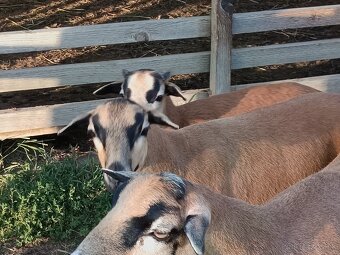 Predám ovečku ovce kamerunskej - 10