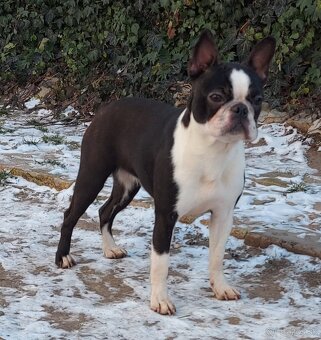 Boston,Bostonský teriér,Boston Terrier s PP - 10