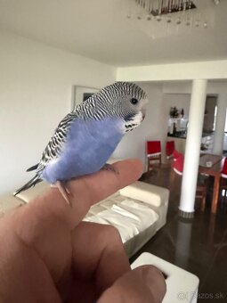 Andulky Maznačikovia krotke - 10