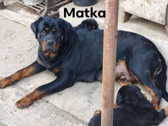 rotvailer,rottwailer,rottweiler,rotvajler - 10