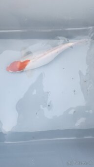 Predám Japonské butterfly koi kapre - 10