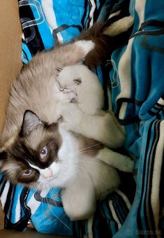 Modrooká holčička Ragdoll k REZERVACI - 10