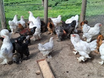 Araukany,  Ayam cemani, Brahmanky, Hodvábničky - 10