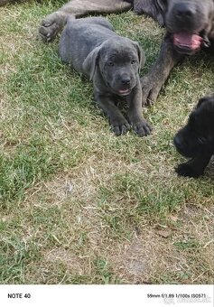 Cane Corso - FENKY - 10