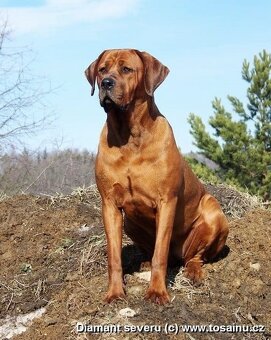 Tosa inu - krásný, mazlivý pejsek ihned k odběru - 10