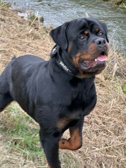 Rottweiler, Rotvajler, RTW - posledný psík - 10