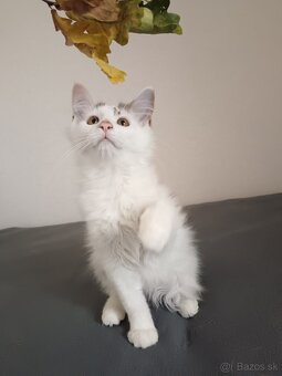 Maine coon - 10