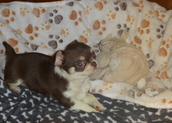 čivava krátkosrstá - 10