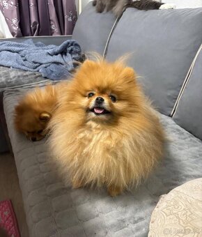Pomeranian Mini - 10