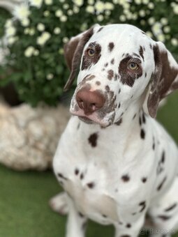 Dalmatínsky pes - 10