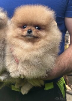 Pomeranian s pp FCI - 10
