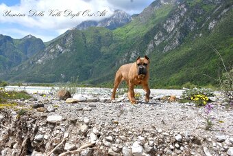 Cane Corso štěňata s FCI PP - 10