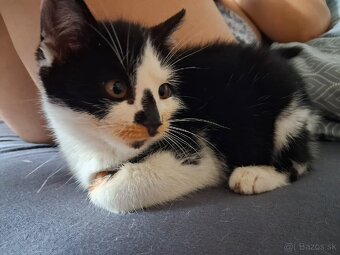 Darujem mačiatko - kocúrik - 10