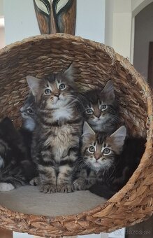 Mainská Mývalia mačka / Maine Coon - 10