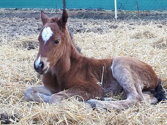 Pripustanie AQHA, APHA, APPA, aj ine - 10