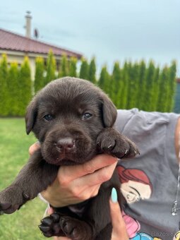 Cokoladovy labrador FCI s PP - 10