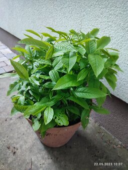 Paw-Paw, banán Severu, Indiánsky Banán, Asimina Triloba - 10