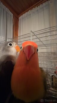 rucne dokrmene agapornisy - 10