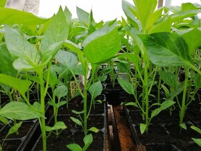Predaj priesady sadenice planty chilli papriky - 10