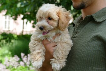 Maltipoo (malteze +Pudel = maltipoo) - 10