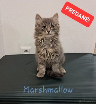 Malé flufaté mačiatka si hľadajú svoj nový domov 🐾 - 10