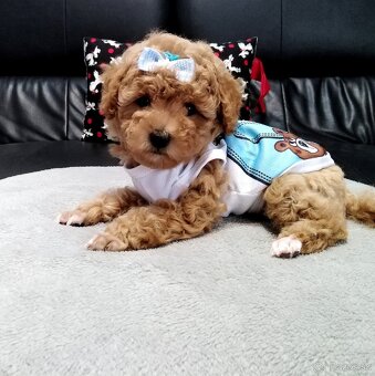 ❤️Pudlik mini toy ❤️ - 10