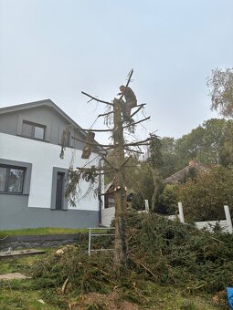 Pílenie stromov - 10