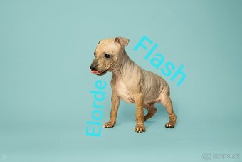 Americký bezsrstý teriér - 10