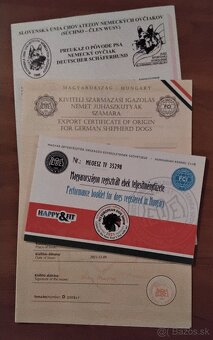 Nemecký ovčiak - šteniatka - 10
