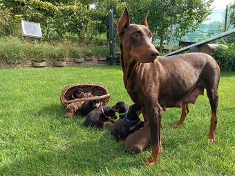 DOBERMAN - šteniatka - 10