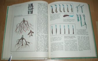 Tvarovanie a rez ovocných drevín - 10