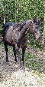 Quarter horse kobyla - 10