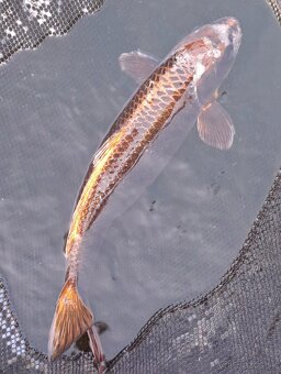 predam original japonskych koi - 10