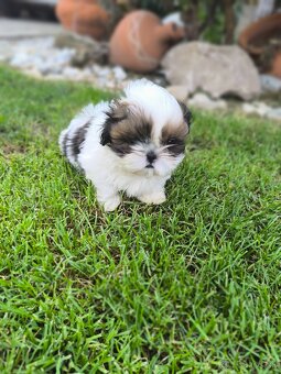 Predám šteniatka Shi-tzu ši-cu šicu shihtzu - 10