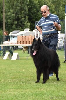 Belgický ovčiak groenendael FCI s PP po šampiónoch - 10