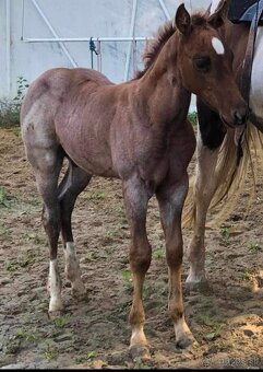 APH APHA PAINT HORSE ŽREBEC pripúšťanie - 10