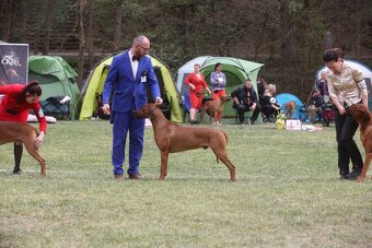 Rhodesian Ridgeback s pp - 10