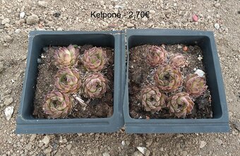 Skalné ruže (Sempervivum) - sadeničky - 10
