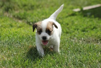 Jack Russell teriér s PP - 10