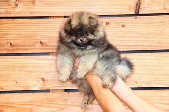 Pomeranian s PP FCI - 10