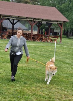Akita inu s FCI rodokmeňom - plánovaný vrh - 10