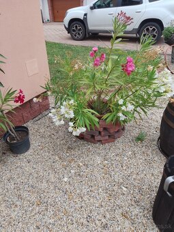 Oleander - 10