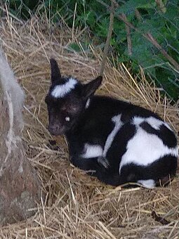 Minikozy darujem - 10