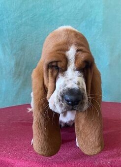 Štěně Basset Hound - 10