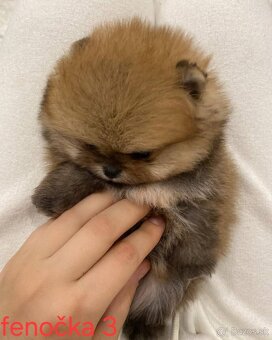 Pomeranian mini - 10