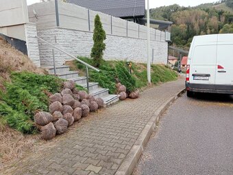 Tuja Smaragd, vavrínovec, červienka - POPRAD A OKOLIE - 10