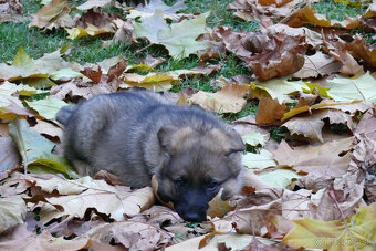 Nemecký ovčiak šteniatka - 10