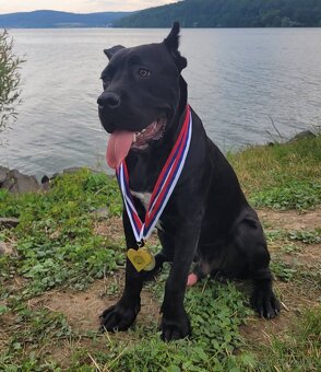 Pes na krytie Cane Corso - 10